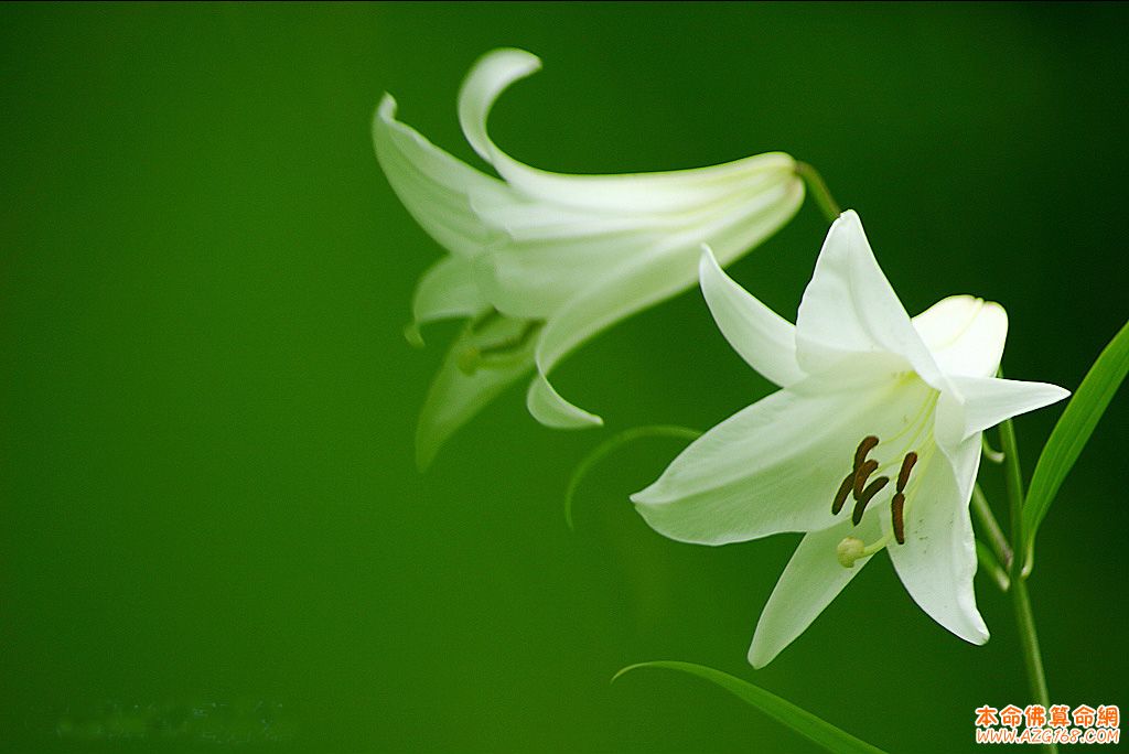 看花卉生活的风水