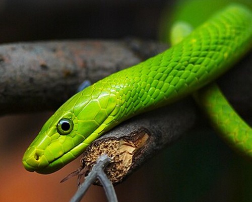 属蛇几月出生好呢